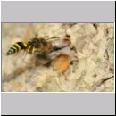 F-Ancistrocerus sp w02 beim Nestbau-Lehm wird im Rueckwaertsflug weggeschafft.jpg